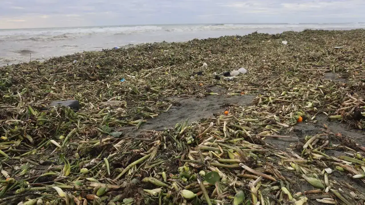 Hatay’da Fırtına Asi Nehri’ni Taşırdı: Su Sümbülleri Akdeniz’e Taşındı 2